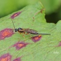 Pimpla hypochondriaca, Ichneumonidae, female, Alan Prowse